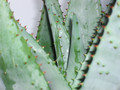 aloe ferox 1889