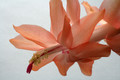 schlumbergera christmas fantasy 6358