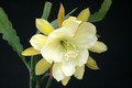 eh frances c 6574 8161