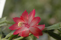 schlumbergera mac 8178