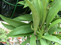 dischidia sp thailand 9058 02