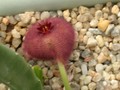 stapelia obducta cockscomb 01