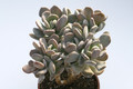 pachyphytum silberfaecher 7979