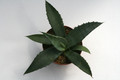 agave marmorata 0178