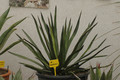 agave ocahui 01