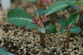 euphorbia viguieri 03