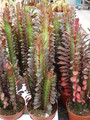 euphorbia trigona 05