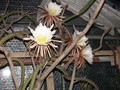 selenicereus grandiflorus koenigin cristata 03