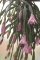 hatiora rosea frohning 9598 rbi 433 9381