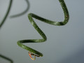albuca spiralis 04