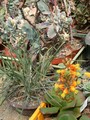 bulbine alooides6