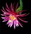 hylocereus kathie van arum 03