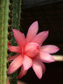 aporocactus pastel rose 02