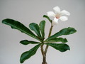 adenium kao keimook 02