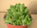 haworthia cuspidata 02