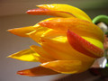 epicactus french gold 02