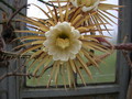 selenicereus grandiflorus 5466