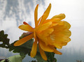 eh chiba loveley dawn 5653 0640