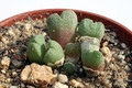 conophytum hians sb951 2956