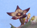 caralluma joannis 1752