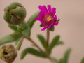 delosperma aberdeenense 01