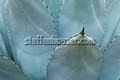 agave flexispina steffenhauser
