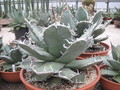 agave titanota weiss 7708