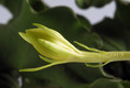 epiphyllum guatemalense monstrosa 006