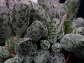 adromischus cooperi 04