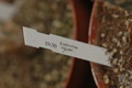 euphorbia vigueri 1084