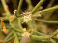 rhipsalis leuchorhaphis 01
