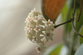 hoya nichosonii 0241 02