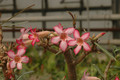 adenium somalense 04