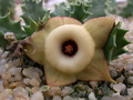 huernia thudichumii 01