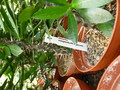 euphorbia mangelsdorffii x geroldii 1030410 bg