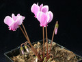 cyclamen hederifolium 03