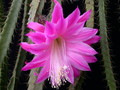 aporocactus fliedery paetz 982233