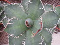agave titanota weiss 7707