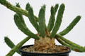 euphorbia caput medusae klein 0623