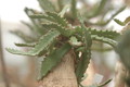 euphorbia stellata 1089