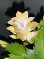 schlumbergera golden dancer 01