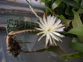 strophocactus wittii 5459