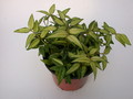 hoya bella louise buis 4019