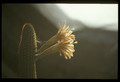 hildewintera aurespina x eps eyrisii 084