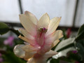 schlumbergera ralf bauer 04