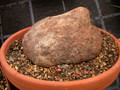 hydnophytum formicarium 01