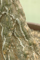 cephaopentandra ecirrhosa 05