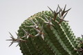 euphorbia stellaspina gross 9519 sm