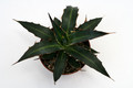 agave lophantha 0103