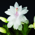 schlumbergera sao paolo brazil